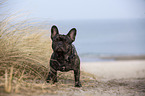 French Bulldog on the baltic sea