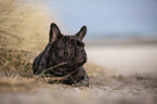 French Bulldog on the baltic sea