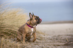 French Bulldog on the baltic sea