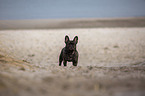 French Bulldog on the baltic sea