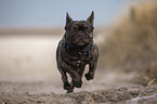 French Bulldog on the baltic sea