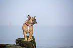 French Bulldog on the baltic sea