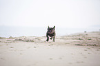 French Bulldog on the baltic sea