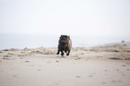 French Bulldog on the baltic sea