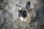 young French Bulldog