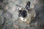 young French Bulldog