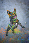 French Bulldog with holi powder