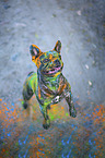 French Bulldog with holi powder