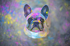 sitting French Bulldog