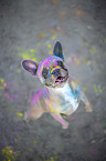 French Bulldog with holi powder