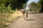 running French Bulldog