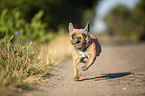 running French Bulldog