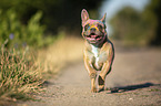 running French Bulldog