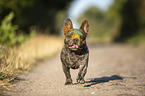 running French Bulldog