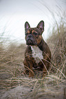 sitting French Bulldog