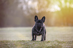 standing French bulldog
