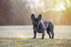 standing French bulldog