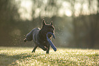 running French bulldog