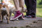 French Bulldog between people