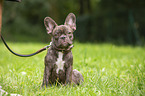 sitting French Bulldog
