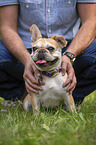 sitting French Bulldog