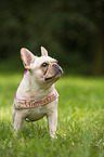 standing French Bulldog