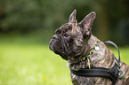 French Bulldog Portrait