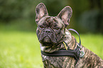 French Bulldog Portrait