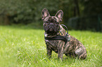 sitting French Bulldog