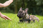 French Bulldog