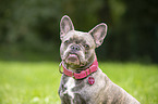 French Bulldog Portrait