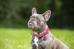 French Bulldog Portrait
