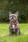 sitting French Bulldog