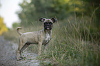 young French Bulldog