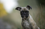 French Bulldog Portrait