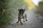 running young French Bulldog