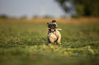 running young French Bulldog