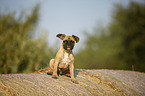 sitting young French Bulldog