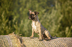 sitting young French Bulldog