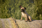 sitting young French Bulldog