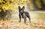 standing French Bulldog