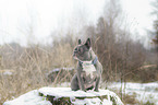 sitting French Bulldog
