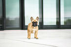 standing French Bulldog