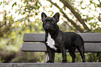 standing French Bulldog