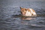French Bulldog in the water