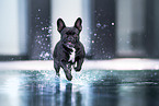 running French Bulldog