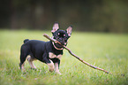 French Bulldog Puppy