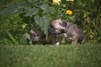 French Bulldog Puppies