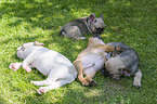 lying French Bulldog Puppies