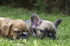 lying French Bulldog Puppies